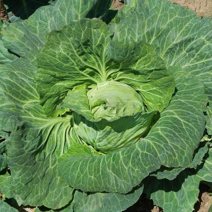 Brassica oleracea capitata coeur de boeuf moyen de la halle - Chou cabus Coeur de boeuf moyen de la Halle - Choux pommés cabus