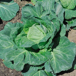 Choux pommés cabus - Chou cabus Coeur de boeuf moyen de la Halle - Brassica oleracea capitata coeur de boeuf moyen de la halle