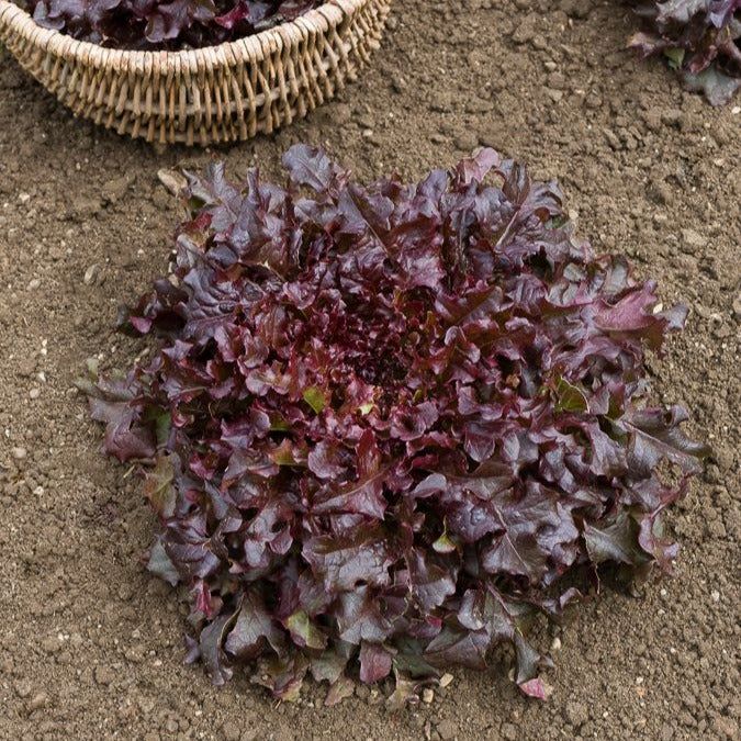 Laitue Red Salad Bowl