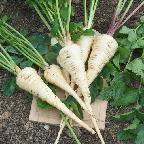250 Graines De Navet 'Blanc Dur D'Hiver' - Variété Rustique