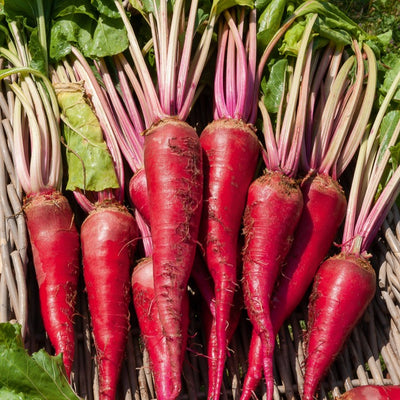 SALADE ROMAINE MOUCHETÉE De Salasc 50 Graines BIO Aveyron Légumes - Foto 12