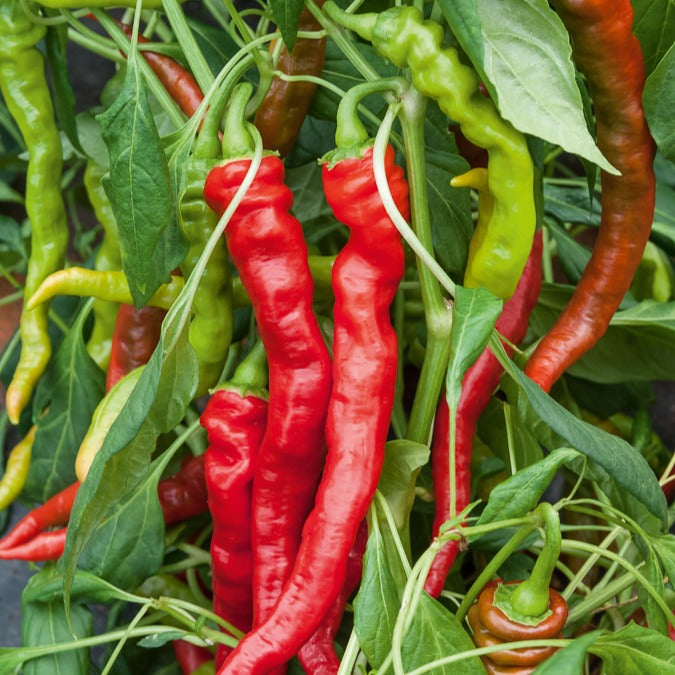 Découvrez les différentes variétés de graines de piments Capsicum Annu