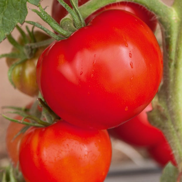 Tomate Saint Pierre - Solanum lycopersicum saint pierre - Potager