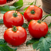 Tomate Merveille des marchés - Willemse