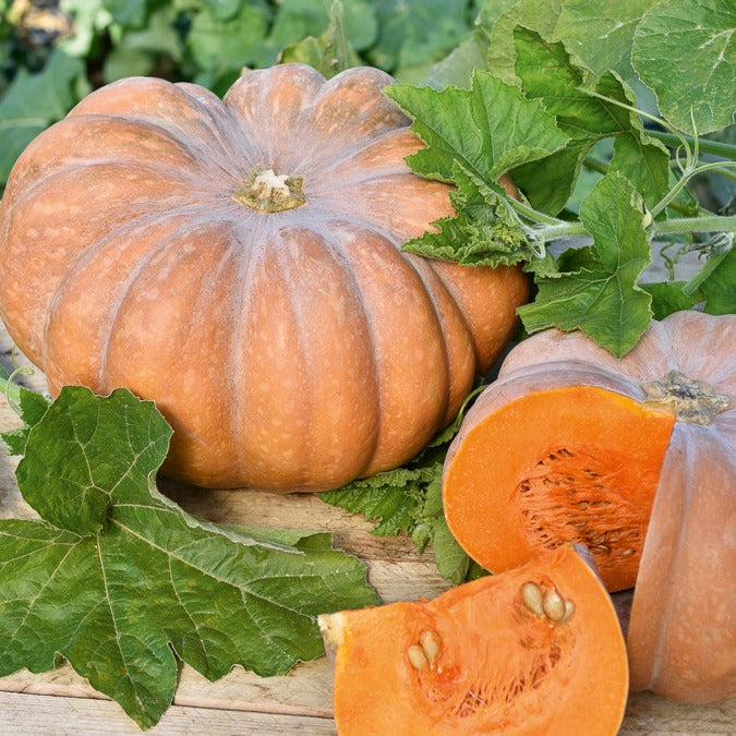Graines De Courge Musquée De Provence - 15 Graines Reproductibles - Cucurbita Moschata - Pour Potager Et Permaculture