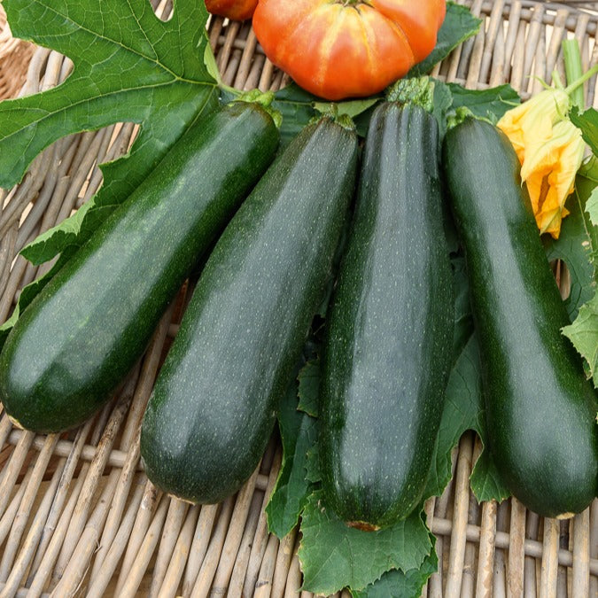 Cucurbita pepo  black beauty - Courgette Black Beauty - Courgettes