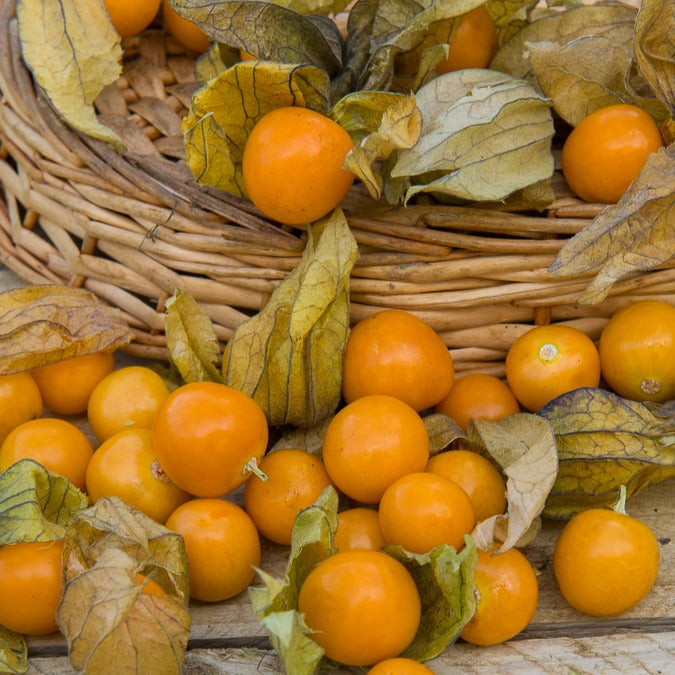 Physalis peruviana - Coqueret du Pérou - Légumes rares