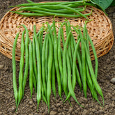 Haricot nain fin Aiguillon - Willemse