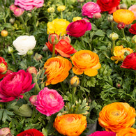 Renoncules en mélange - Willemse