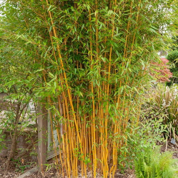 Bambou jaune - Phyllostachys aureosulcata aureocaulis - Plantes