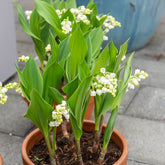 5 Muguets géant Bordeaux - Willemse