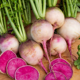 Radis Red Meat - Willemse