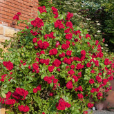 Rosier grimpant rouge - Willemse