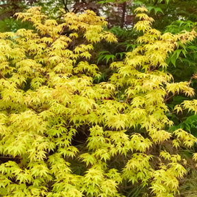 Vente Erable du Japon Katsura - Acer palmatum katsura