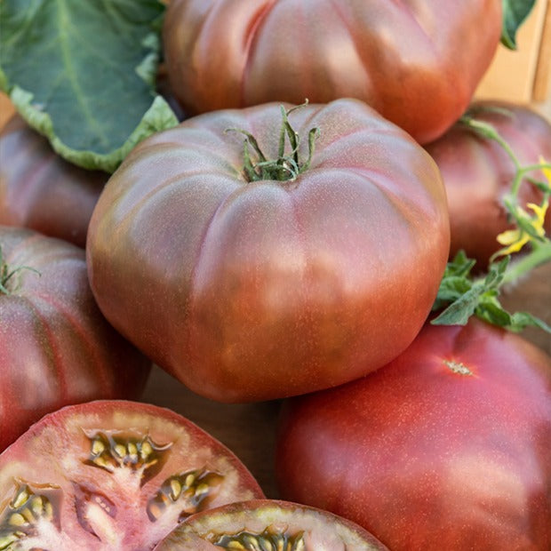 Tomate Noire de Crimée - Solanum lycopersicum noire de crimée - Potager