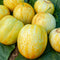 Graines Concombre rond Lemon - Cucumis sativus lemon