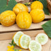 Graines Concombre rond Lemon - Cucumis sativus lemon