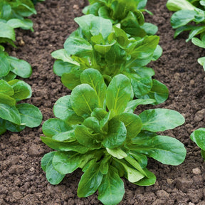 Mâche Favor - Willemse