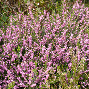 Bruyère d'hiver Furzey - Erica darleyensis furzey - Willemse