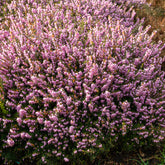 Bruyère d'hiver Darley Dale - Willemse