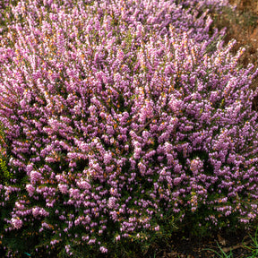 Bruyère d'hiver Darley Dale - Willemse