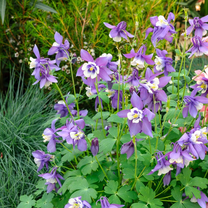 3 Ancolies Blue Star - Willemse