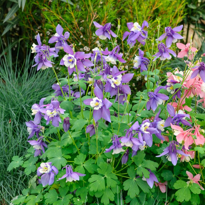 Ancolie - 3 Ancolies Blue Star - Aquilegia blue star
