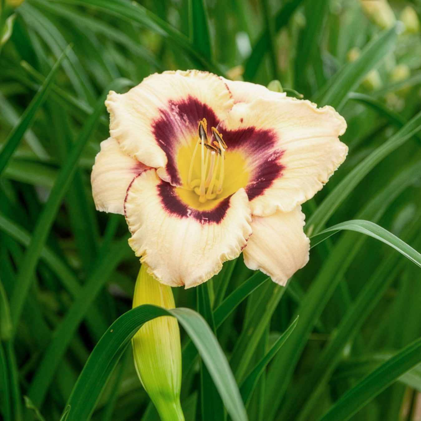 Hémérocalle Canadian Border Patrol - Hemerocallis canadian border patrol - Willemse