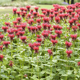 Monarde Cambridge Scarlet - Willemse