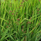 Jonc nain - Juncus ensifolius - Plantes