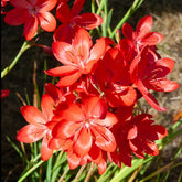 Lys des cafres Major - Willemse