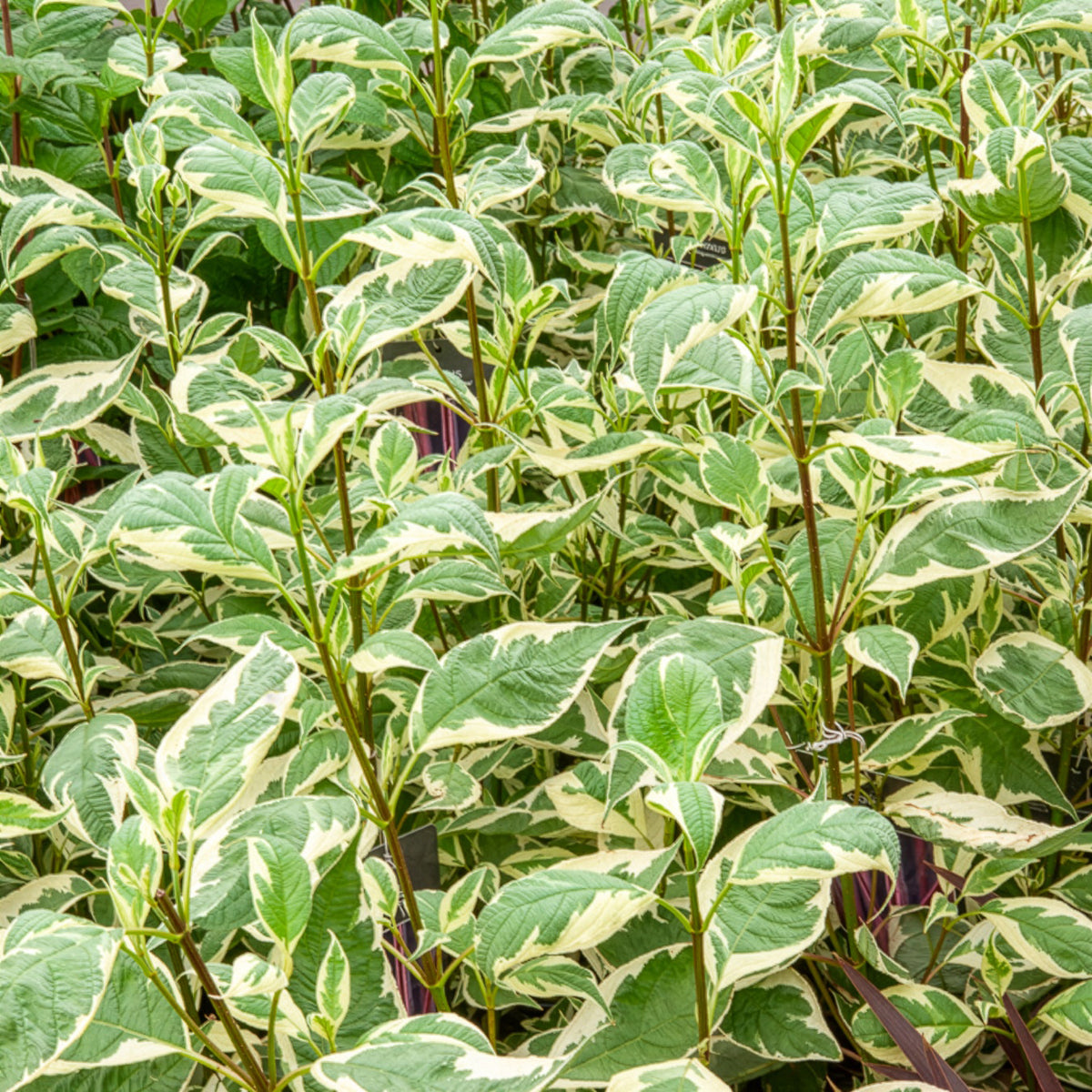Cornouiller blanc Elegantissima - Cornus alba elegantissima - Willemse