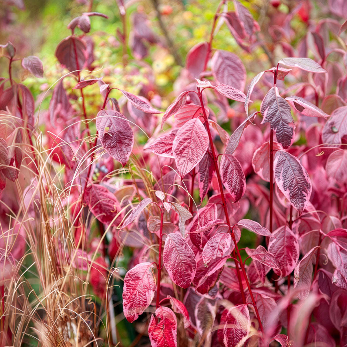 Cornouiller blanc Elegantissima - Cornus alba elegantissima - Willemse