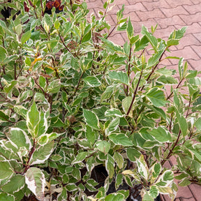 Vente Cornouiller blanc Elegantissima - Cornus alba elegantissima