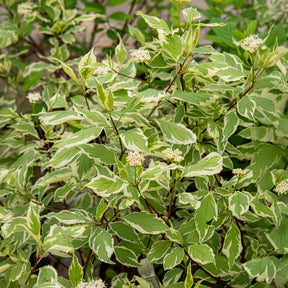 Cornouiller blanc Elegantissima - Willemse