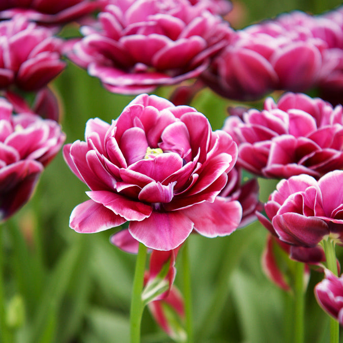 8 Tulipes à fleurs de pivoine Dream Touch