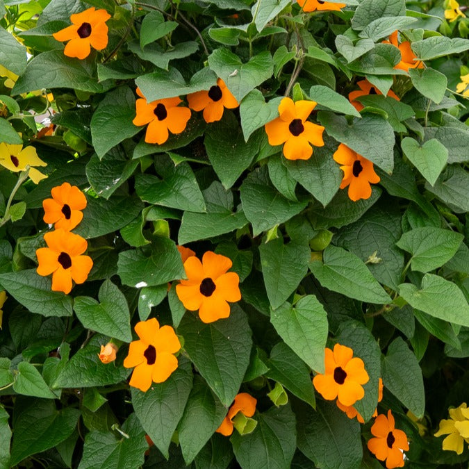 Thunbergia Alata Suzanne Aux Yeux Noirs : Liane Grimpante Pour Balcon