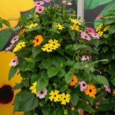 3 Suzannes aux yeux noirs en mélange - Willemse