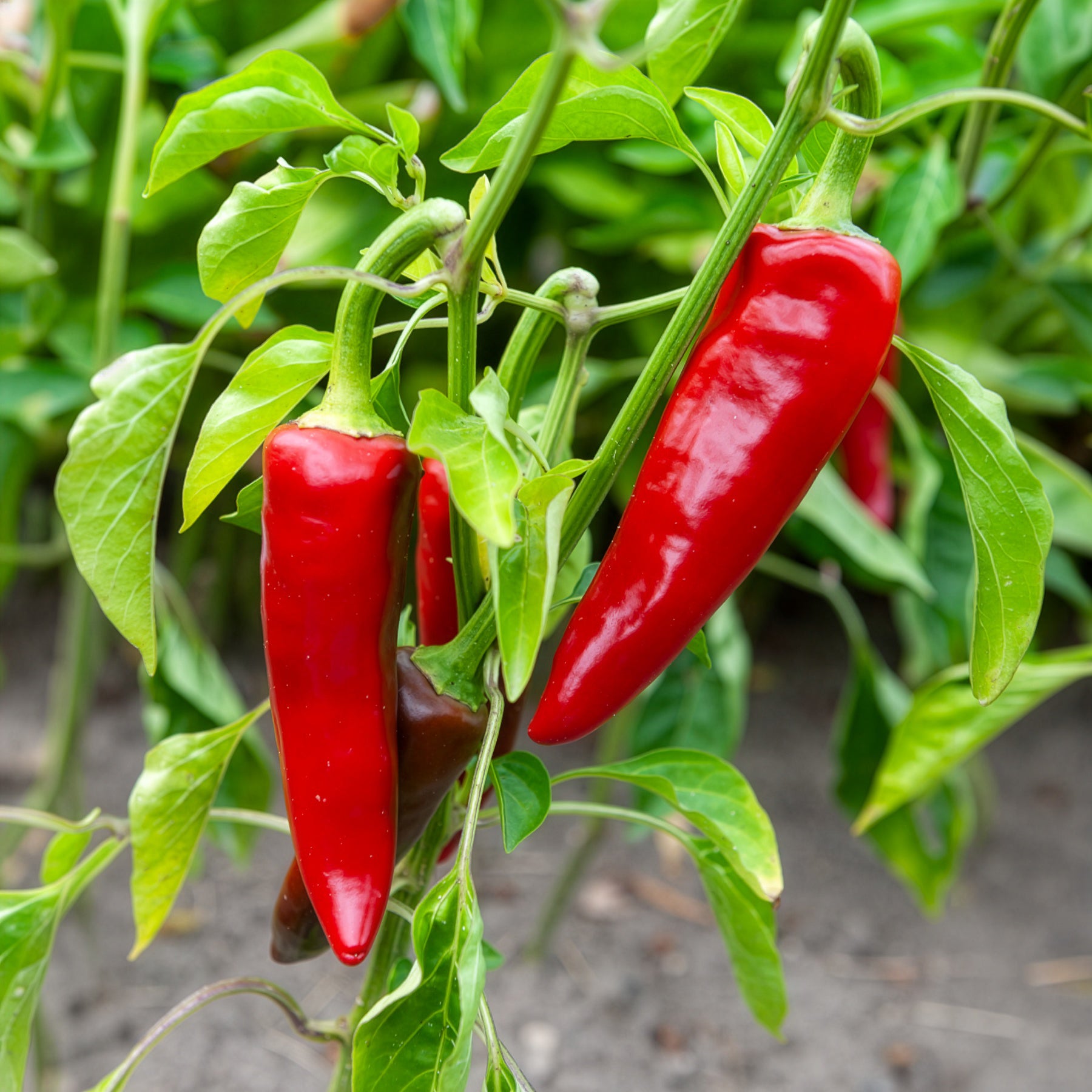 Piment d'Espelette - Gorria
