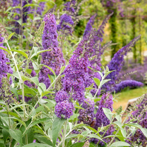 Buddleja davidii free petite® 'lavender flow' - Arbre à papillons Lavender Flow sur tige - Arbres aux papillons