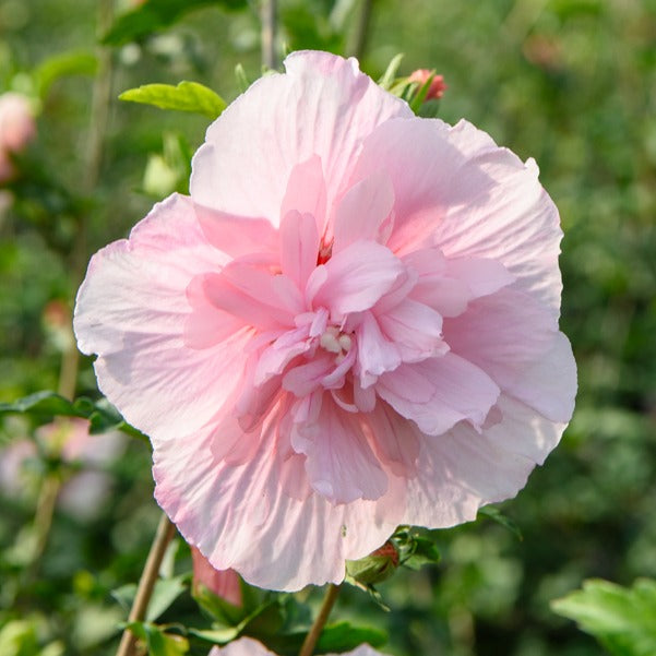 Hibiscus Pink Chiffon - Hibiscus Syriacus Pink Chiffon - Arbustes
