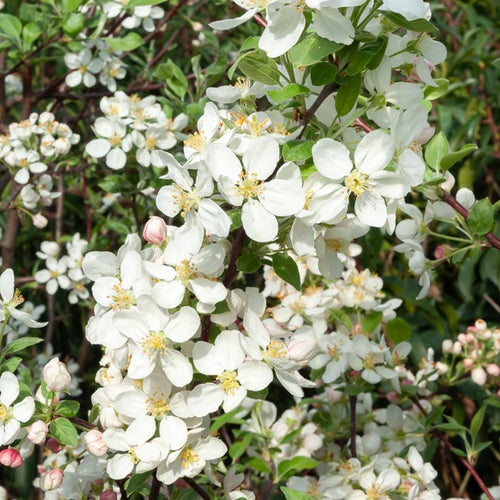 Pommier D'ornement 'Evereste' – Arbre à Fleurs Blanches Et Pommes Décoratives (60-80 Cm En Pot)