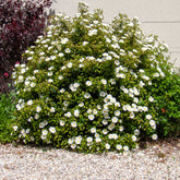 Ciste des Corbières - Willemse