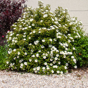 Ciste des Corbières - Willemse