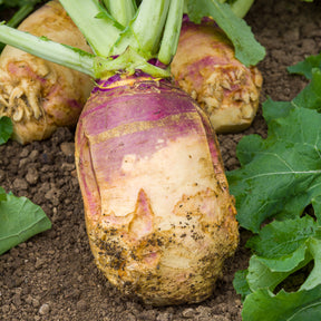 Chou rutabaga Champion jaune à collet rouge - Willemse