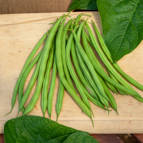 Phaseolus vulgaris nain mangetout castandel (obt. clause) - Haricot nain mangetout Castandel - Haricots nains mangetout