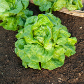 Laitue pommée Verpia - Willemse