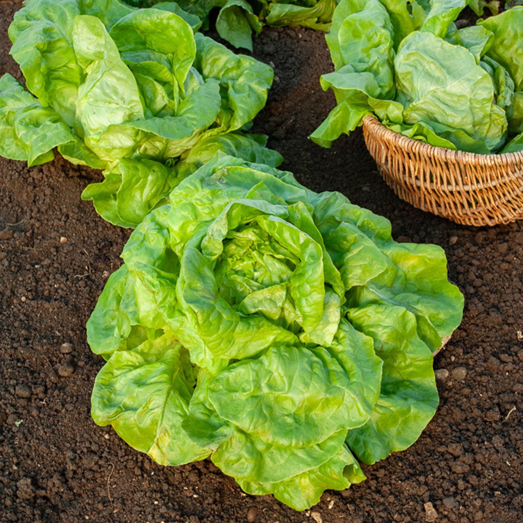 Laitue pommée Verpia - Lactuca sativa verpia (obt. clause) - Willemse