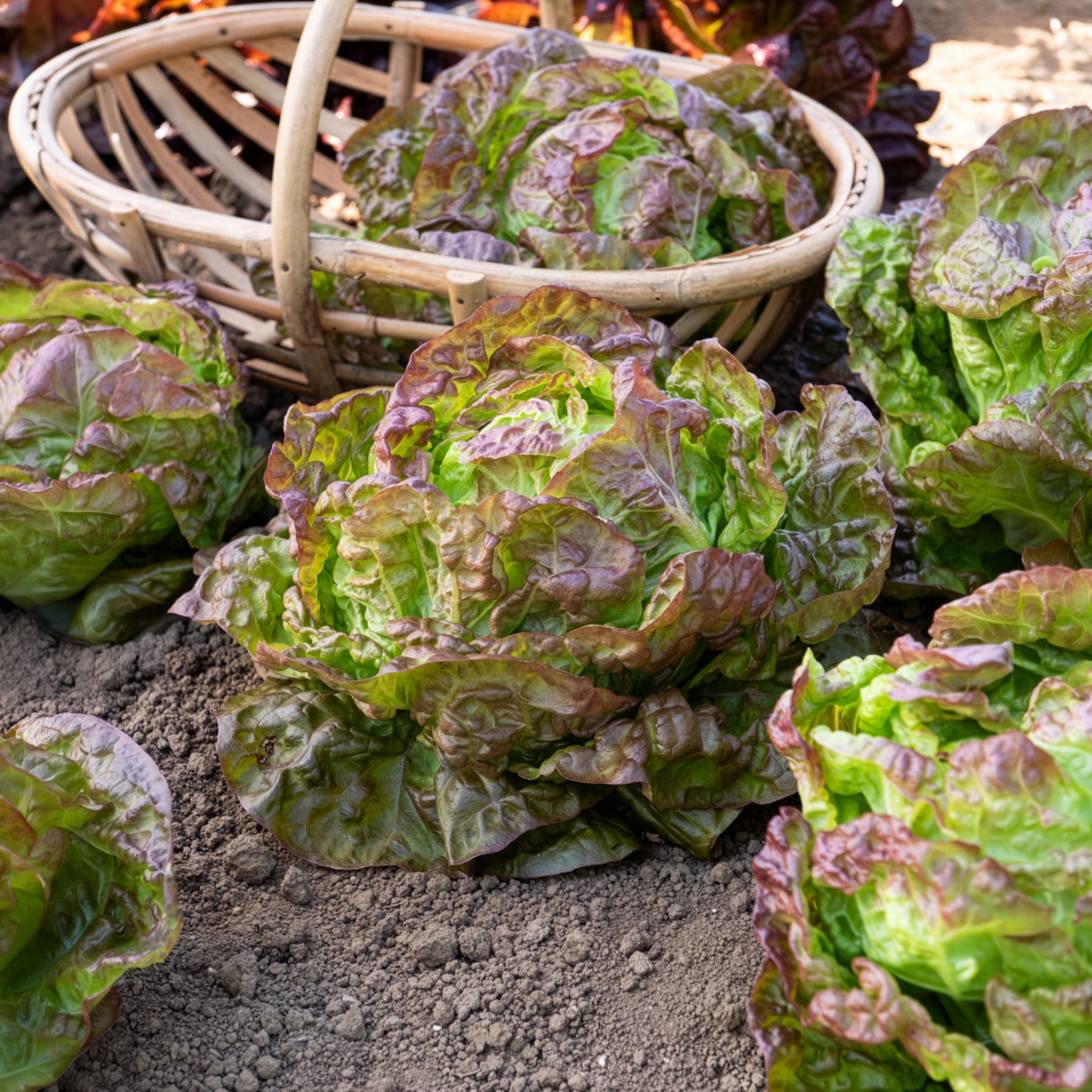 Laitue - Laitue pommée Merveille des quatre saisons - Lactuca sativa Merveille des Quatre Saisons
