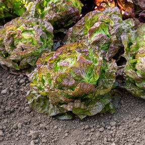 Vente Laitue pommée Merveille des quatre saisons - Lactuca sativa Merveille des Quatre Saisons